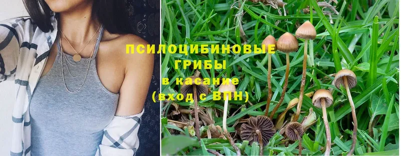 Псилоцибиновые грибы Magic Shrooms  Лосино-Петровский 